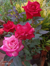 How to Grow Hybrid Tea Roses at Home: 5 Secret Tips for Big Blooms